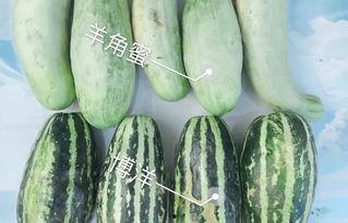 送的瓜怎么吃,解锁夏日送瓜的正确食用指南