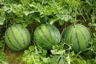 信阳麒麟瓜吃西瓜,西瓜新宠，夏日消暑佳品