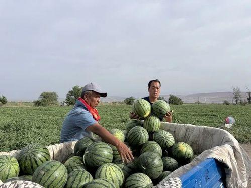 吃瓜凶杀,一场意外的悲剧